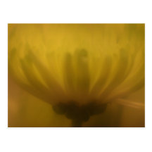 Soft Focus Lens Flower Postcard