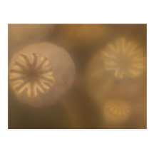 Soft Focus Poppy Head  Card Post Cards