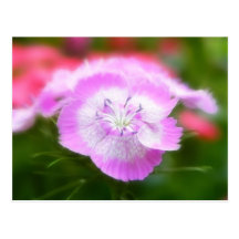 Soft Focus Sweet Williams Postcards
