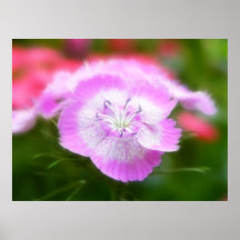 Soft Focus Sweet Williams Poster