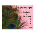Soft Pink Peacock Feathers Save the Date Postcard
