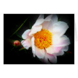 Soft Pink Peony Greeting Cards