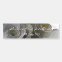 Soft white Roses Bumper Sticker