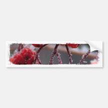 SONB Snow on Berries; No Text Bumper Sticker