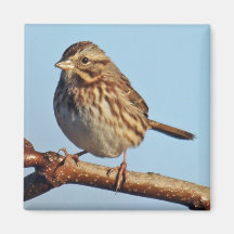 Song Sparrow Magnet
