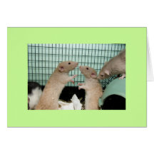 sorry greeting cards