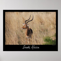 South Africa - Impala Print