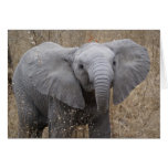South African Baby Elephant Greeting Cards