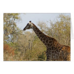 South African Giraffe Cards