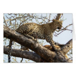 South African Leopard Card