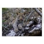 South African Leopard Cub Greeting Cards