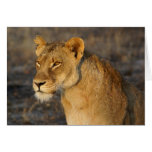 South African Lion Greeting Cards