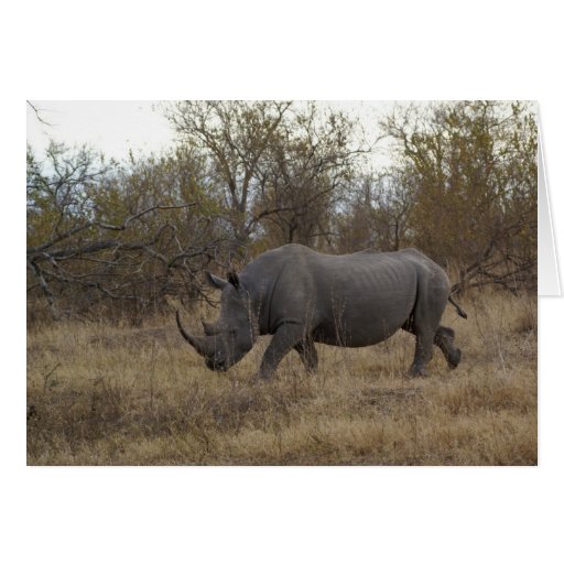 South African Rhinoceros Greeting Cards