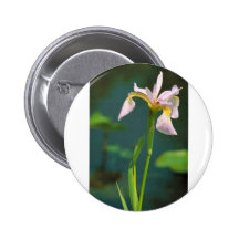 Southern blue flag iris pinback button