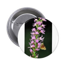 Southern cludywing skipper pinback button