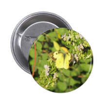 Southern Dogface Butterfly Button
