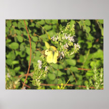 Southern Dogface Butterfly Poster