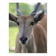 Southern Eland Postcards
