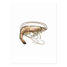 Southern Shrimp Art Post Cards