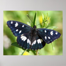 Southern White Admiral Print
