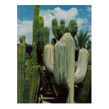 Southwest Cactus Postcard