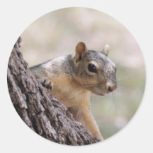 Sparkie the Squirrel   sticker