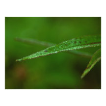Sparkly Green Leaves; No Text Photograph