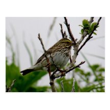 Sparrow on a Twig, Unalaska Island Postcard