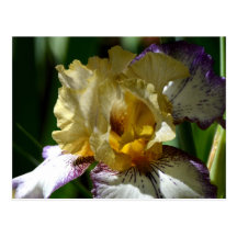 Speckled Iris Postcard