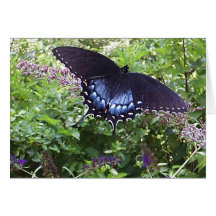 Spicebush Swallowtail Cards