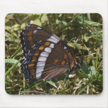 Spicebush Swallowtail Mouse Pad
