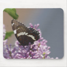 Spicebush Swallowtail Mouse Pad