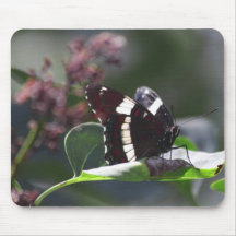 Spicebush Swallowtail Mouse Pads