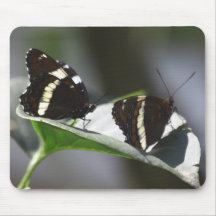 Spicebush Swallowtails Mouse Pads