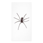 spider customized photo card
