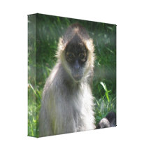Spider Monkey  Canvas Print