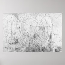 Spider web poster
