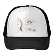 Spine Details Sepia Hats