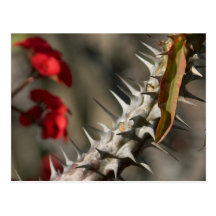 Spines On A Cactus Post Card