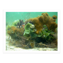 Spiny Lobster (Panulirus argus) Post Card