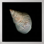 Spiral Sea Shell Poster