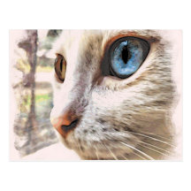 Spirit's window postcard