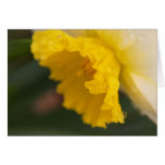 Splash Of Yellow Greeting Cards
