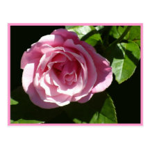 Splendorous Pink Rose Postcards