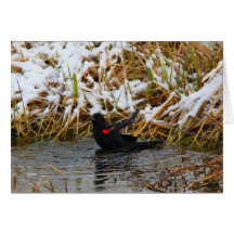 splish splash greeting cards