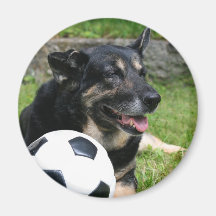 Sportsdog Refrigerator Magnets