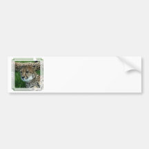 Spotted Cheetah Bumper Stickers