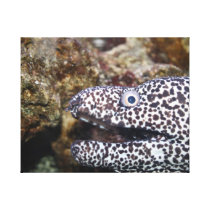 spotted eel right side aquarium animal canvas prints