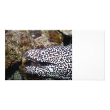 spotted eel right side aquarium animal personalized photo card