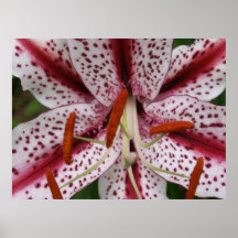 Spotted Lily Poster